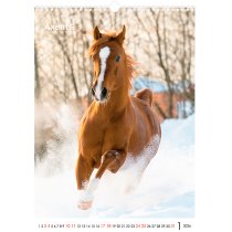 Календарь настольный А3 2026 р., Horses