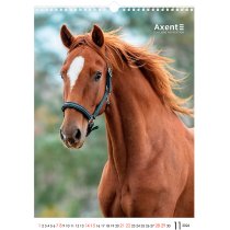 Календарь настольный А3 2026 р., Horses