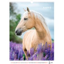Календарь настольный А3 2026 р., Horses